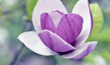 11月16号起财运喜人，收获大笔横财的生肖，财富多多，称心如意