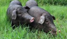 1995年属猪的人2021年运程 今年多大了几岁？