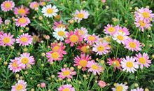 11月中旬开始霉运散尽好运来，富贵花开，财路通达，钱财不缺的生肖