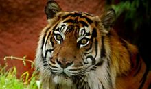 1998年属虎的人2021年运程 今年多大了几岁？