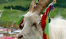 1991年属羊的人2021年运程 今年冲太岁多大了几岁？