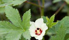 出门遇贵人，富贵上门来的生肖，11月上旬金钱进账多，衣食富足