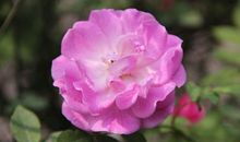 财源滚滚来，富贵到家门！下周开始行大运赚大钱，财源广进的生肖