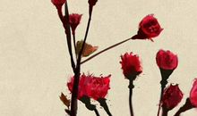 2020年生肖属猪财运方位，亥卯未桃花位在子，桃花位为财方