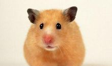 属鼠人2020年本命年要带什么饰物增加好运气