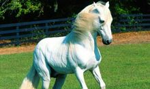 1990年属马的人2021年运程 今年害太岁多大了几岁？