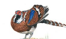 1993年属鸡的人2021年运程 今年多大了几岁？