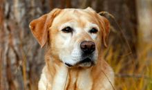 1994年属狗的人2021年运程 今年刑太岁多大了几岁？