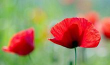 11月22，23，24号起大富大贵福气照，日子顶呱呱的3生肖