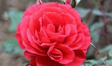 11月底掉进存钱罐，幸福到飞起的生肖，发财机会不断，成有钱人