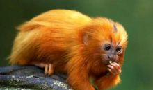 1992年属猴的人2021年运程 今年多大了几岁？