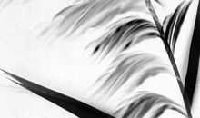 2020年生肖属狗财运方位，东南正南为五行火方