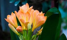 下周起成功转运，事业顺风顺水，福到财运来，钱财不愁的3大生肖