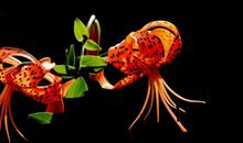 11月份过后，日子最红的3大生肖，财富挡不住，桃花应接不暇！