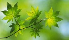 未来20天，吉星相助，前途光明，万事顺遂的四大生肖