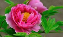 恭喜4大生肖！2020年财运步步攀升，迎来五福临门，一年比一年旺