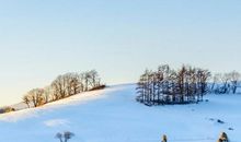 2020年桃花运最好的生肖，生肖猪桃花连连，脱单在即