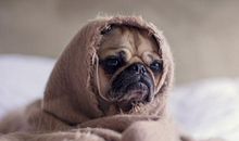 12星座谁最容易沦为单身狗？中枪