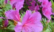 11月地位不断高升，全家都有好福气的生肖，大财频发发展顺利