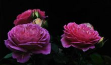 半年内财神喜爱，财运飙涨，横财连发中大奖，四属相迎来赚钱机会