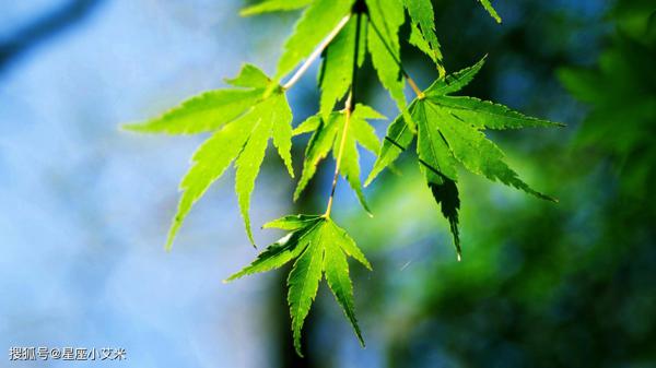 未来20天，吉星相助，前途光明，万事顺遂的四大生肖 2