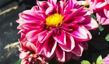 步入下周，福运无边，幸福来敲门，事业平步青云的3生肖