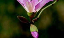 11月运势惹不起，财神送旺财的生肖，命定财运临身，福禄享不尽