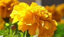 未来三个月，4属相事业风生水起，生活如鱼得水，喜事连绵不绝