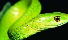 做梦梦见蛇好吗