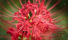 接下来两个月，财运惹不起的4属相，斩获好运，收获幸福