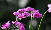 原创 27、28、29号，开门见喜，桃花红火，闷声大赚大钱的生肖