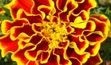 下周开始，4属相日子越来越红火，家运昌隆，吉祥如意