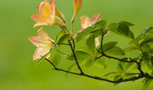 运势与日俱增的三生肖，11月中旬，运势大旺，接横财迎大喜