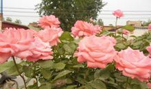 未来一年运势高涨，事业红红火火，财源广进，富贵花开的3大生肖