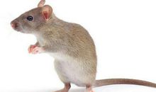 2021年属鼠人全年运程如何 属鼠人2021年每月运势大全