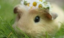 2020年属鼠本命年可以装修房子吗