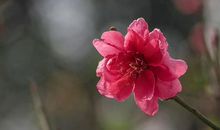 3月下旬开始越过越有钱，事业高升，财源广进，未来两年不差钱的生肖