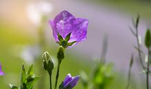 3月中旬天降大喜，好运包围，添财添丁，行大运赚大钱3生肖