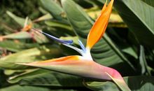 24号期间，左顾右盼的缘分跟桃花，尝试幸福甜蜜的四大生肖！