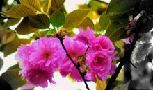 财气蒸腾迎幸福，大财天天涨，11月20号起好运势不可挡的生肖