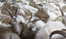 2003年属羊人2021年运势男 03年出生19岁生肖羊男今年运气如何