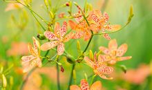 2020年非富即贵，天降大喜的5大生肖，事业步步高升