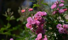 6月上旬期间，霉运远离，金库暴涨，马上好运连连的4个生肖