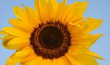 未来一周，紫气东来，大财进门，数钱数到手酸的三大生肖