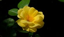 3月中旬开始贵人助，事业顺遂，步步高升，钱财不缺，喜临门的生肖