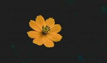 未来30天桃花纷至沓来，3生肖脱单结良缘，有没有你？