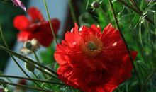 明年开始鸿运惹不起，金库爆满的生肖，家中有一位，三代享富贵