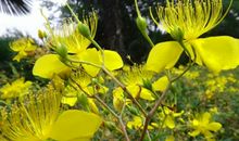 腊月开始好运环绕，紫气东来，贵人相助，八方来财，事业旺的生肖