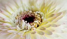 走到哪里都吸引眼球的三个生肖，光芒四射，很有福气