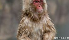 属猴人运势“大飙升”，以后的日子乐了，尤其是1980年的属猴人！